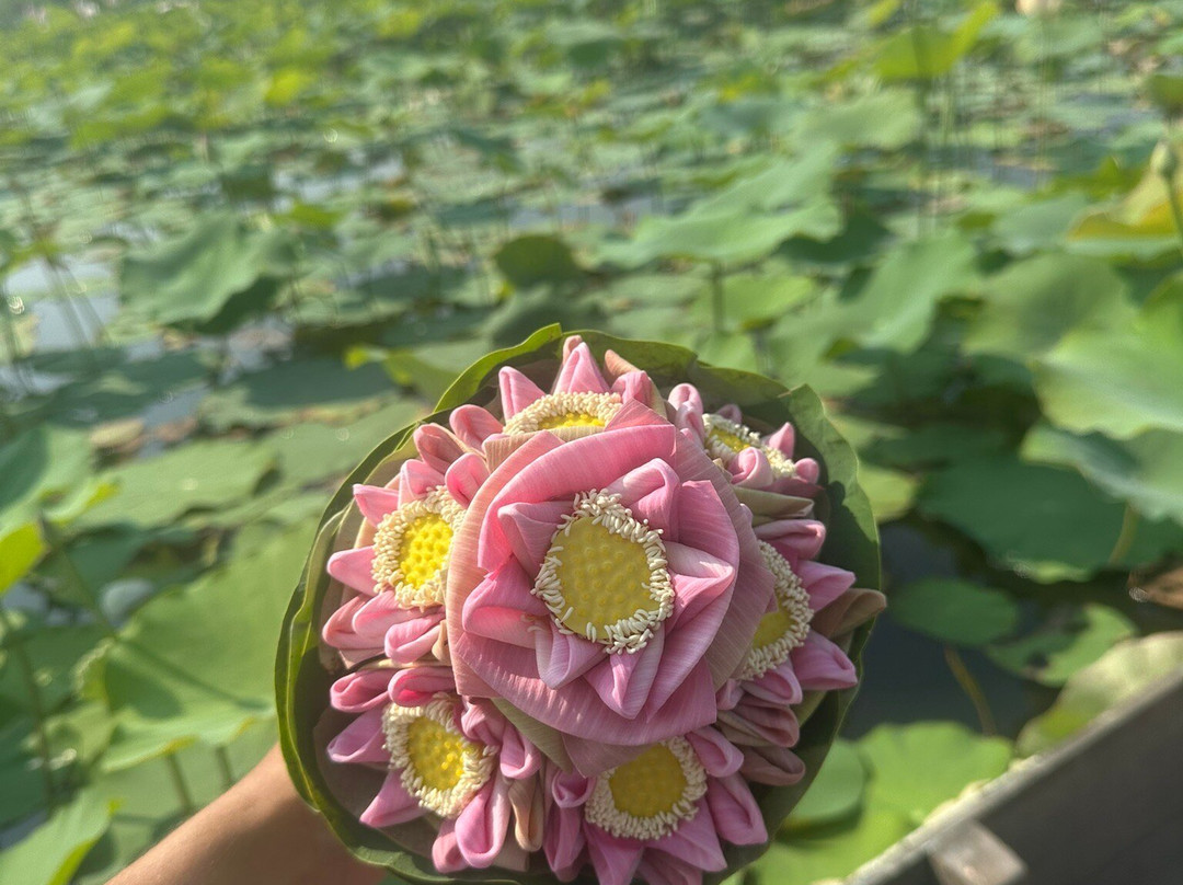Lotus Farm Siem Reap-暹粒必去景点