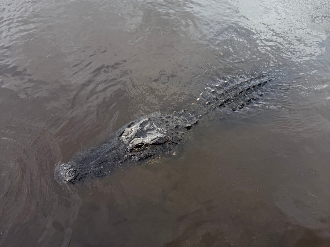 New Orleans Airboat Tours-Marrero必去景点