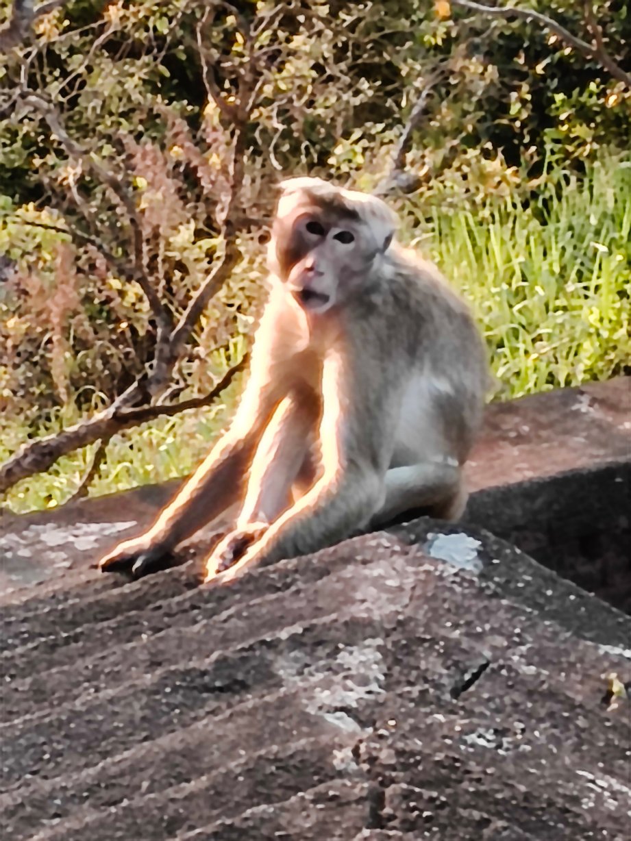 阿丽雅度假水疗中心 · 黛玛系列-官方