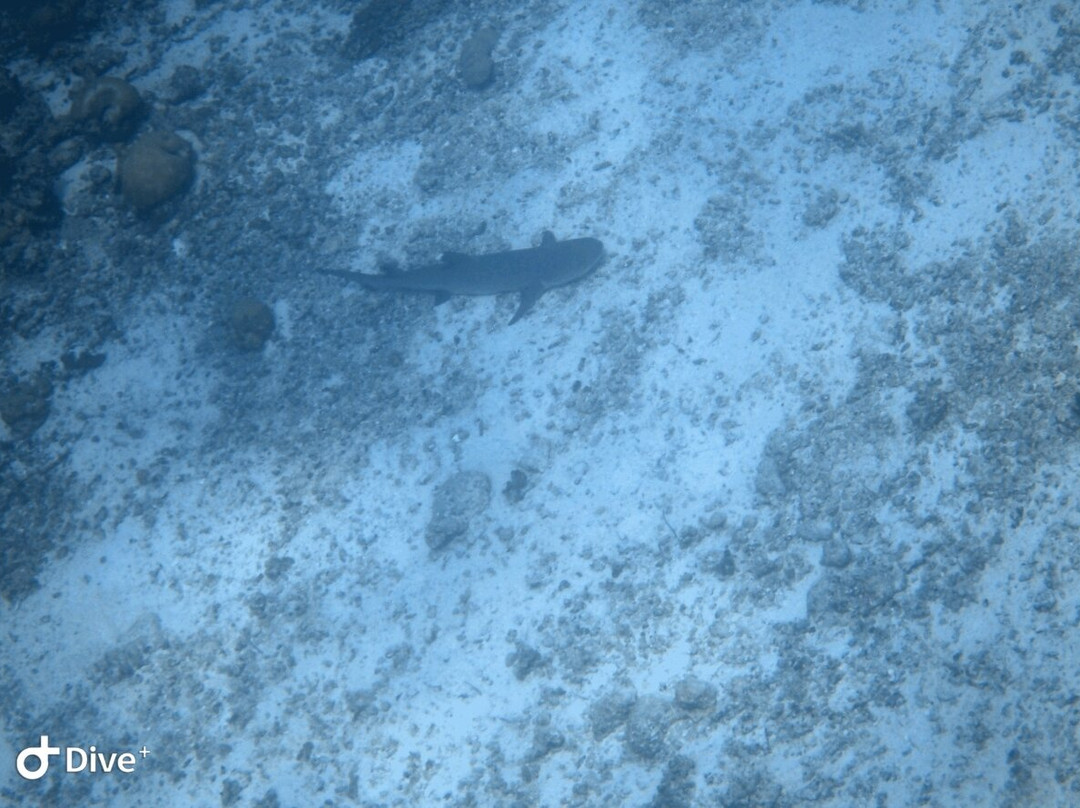 Euro-Divers Meeru-蜜月岛必去景点