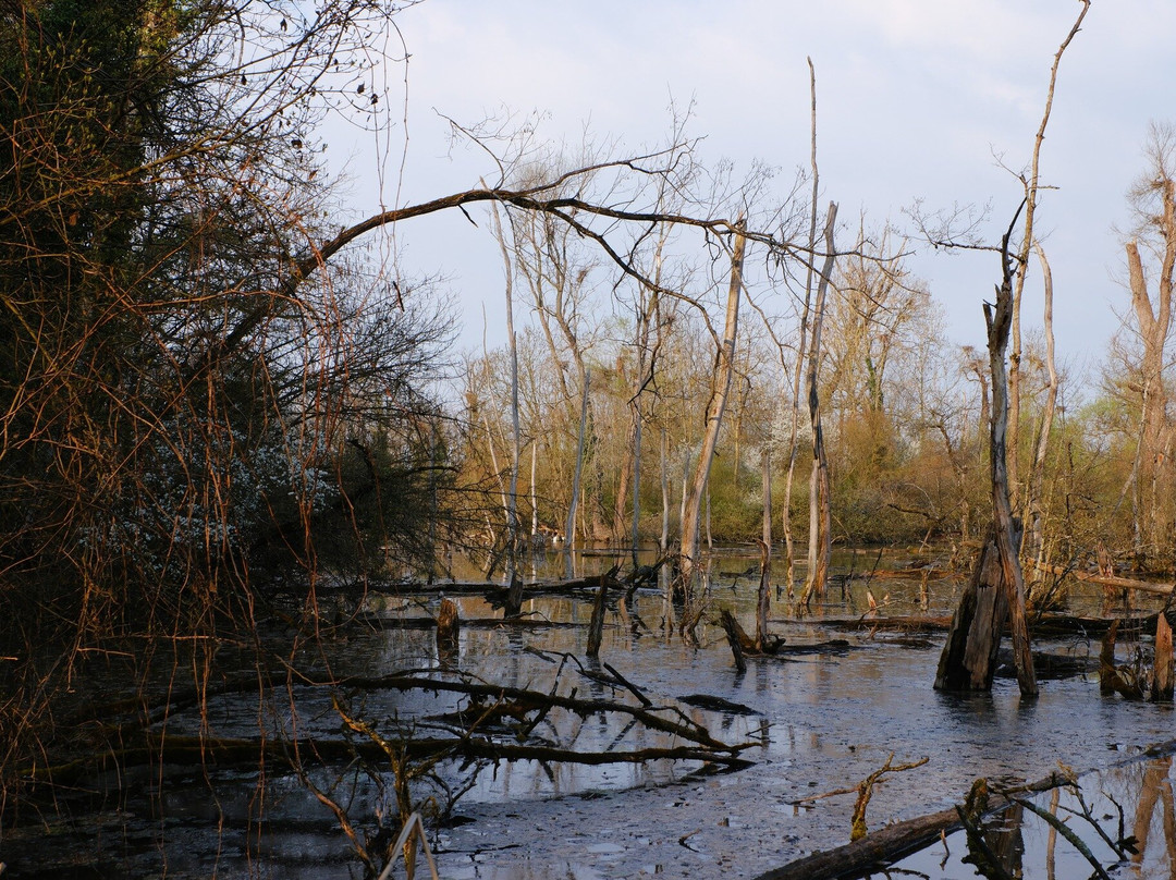 Petite Camargue Alsacienne-圣路易斯必去景点