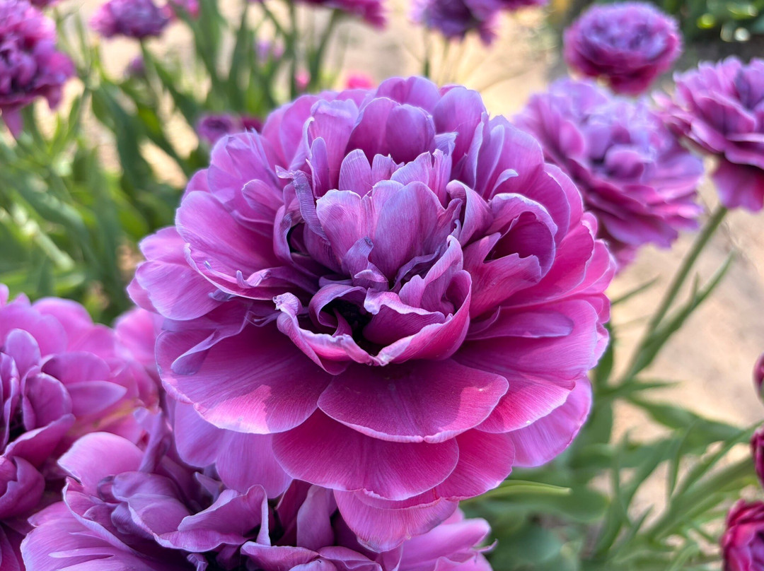 Tulipani Italiani Arese-阿雷塞必去景点