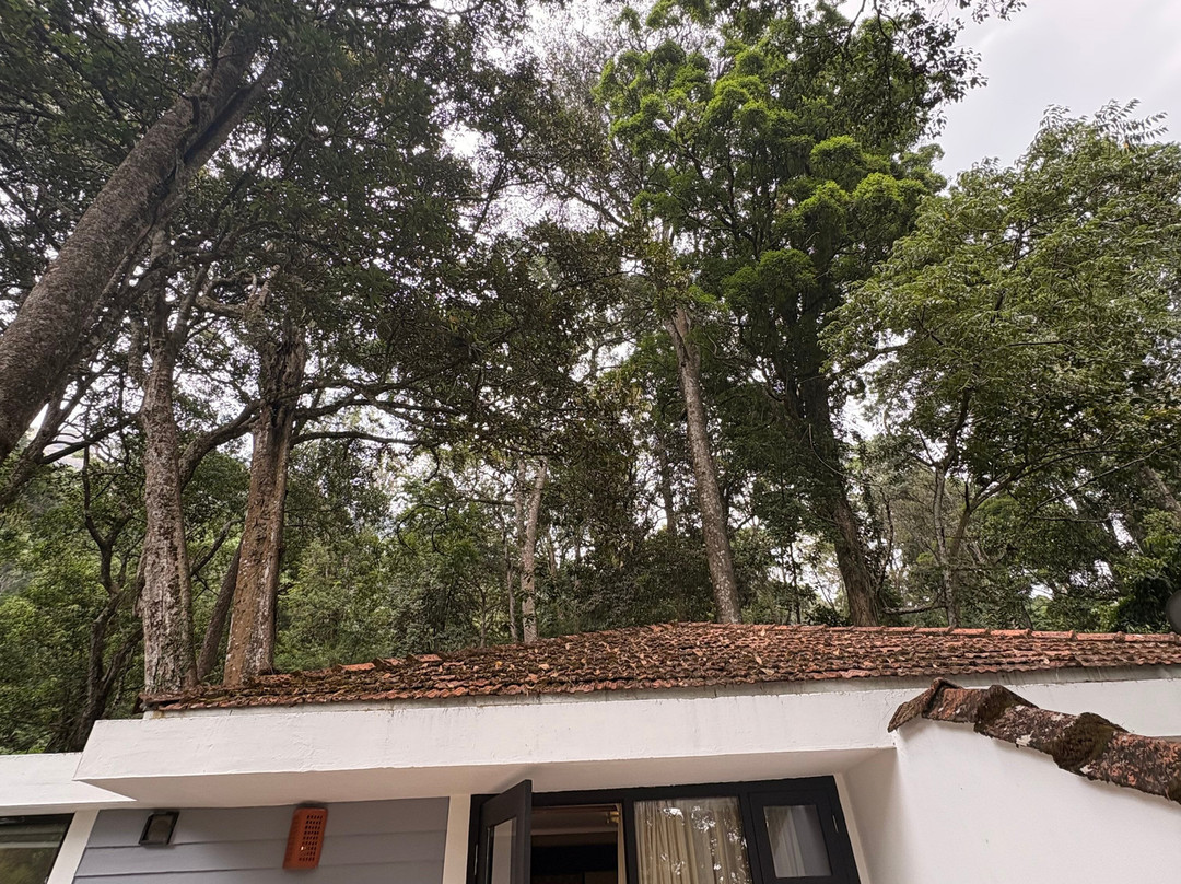 蒙纳大树酒店主图