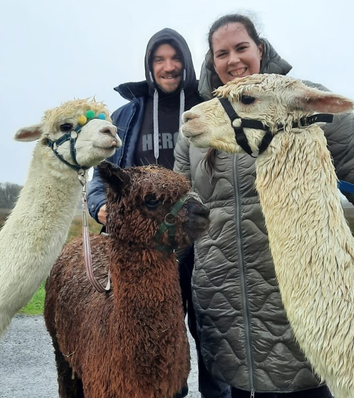 The Flying Alpaca-Kilkee必去景点