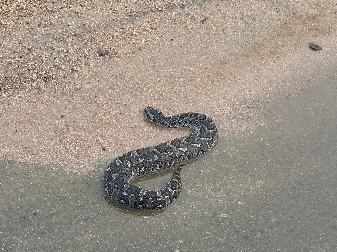 Kurt Safari-克鲁格国家公园必去景点