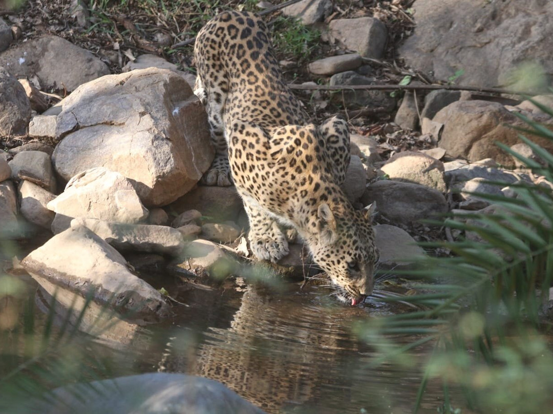 Sariska National Park-Sariska必去景点