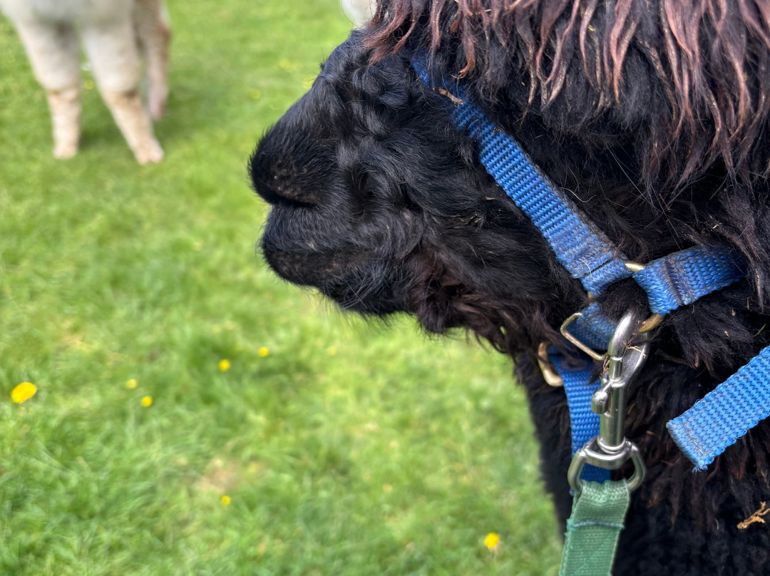 Cotswold Alpacas-切尔滕纳姆必去景点