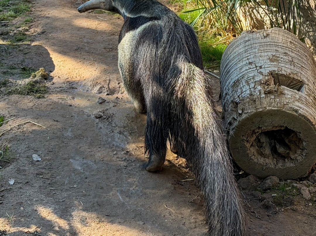Reid Park Zoo-图森必去景点