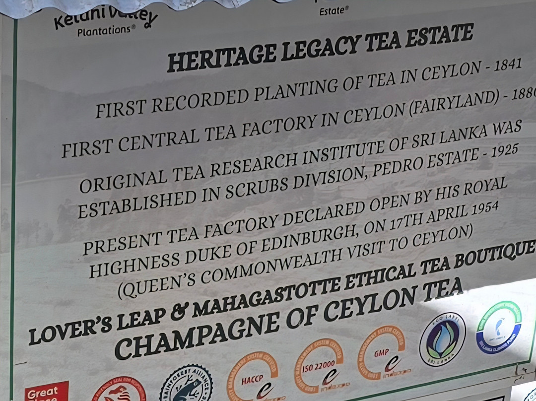 佩德罗茶工厂-奴娃拉伊利雅必去景点