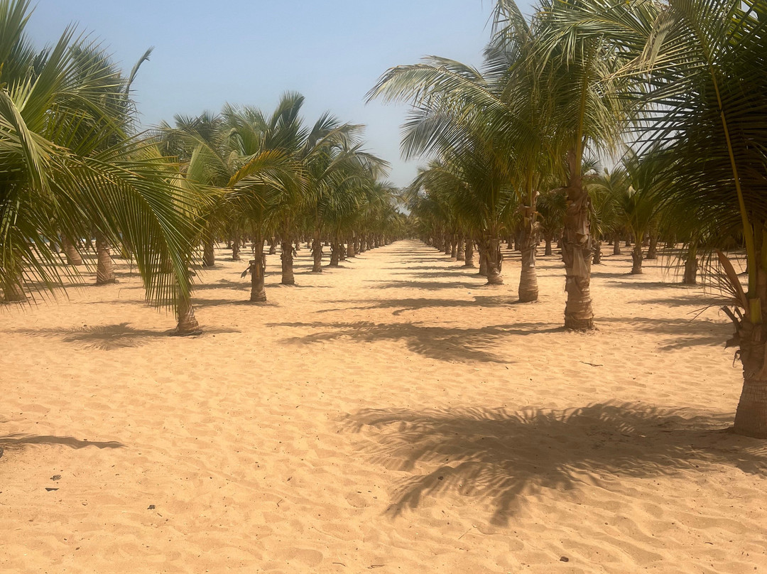 Riu Baobab Trip Travel-Nianing必去景点
