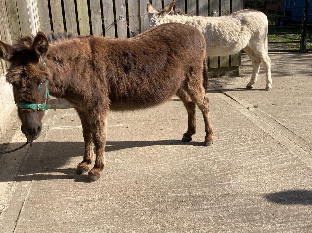 Brockenhurst Donkey Walks-Brockenhurst必去景点