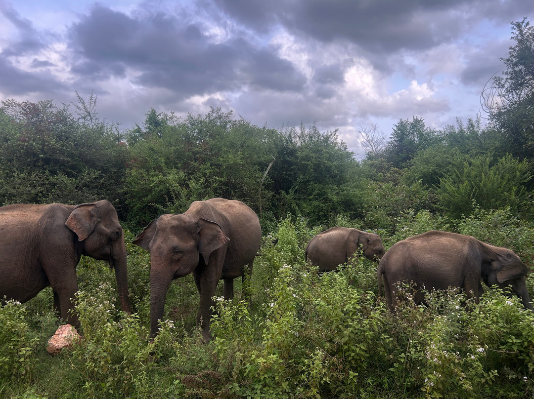 Ethical Safari Adventure by Ashan-Embilipitiya必去景点