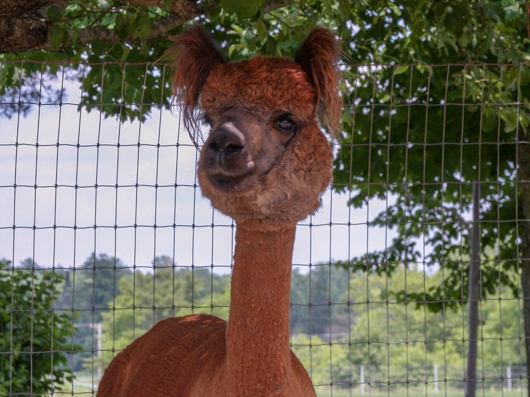 Northern Solstice Alpaca Farm-Unity必去景点