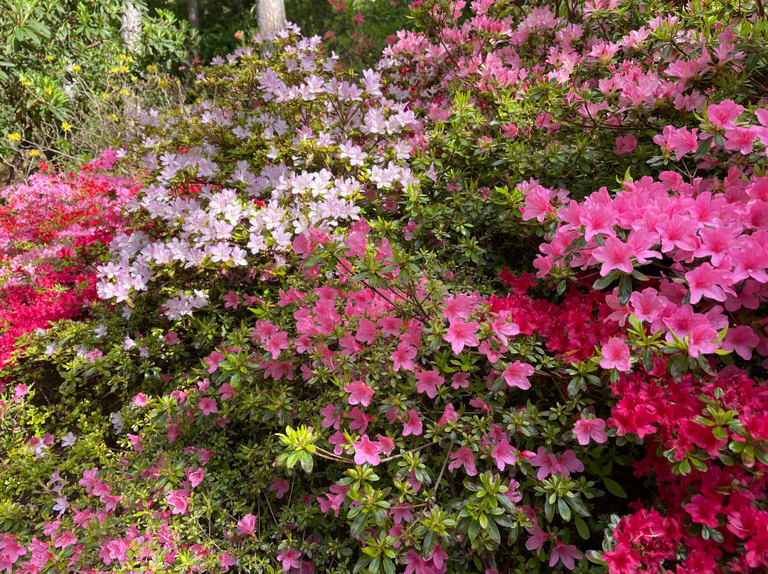 Inverewe Garden-Poolewe必去景点