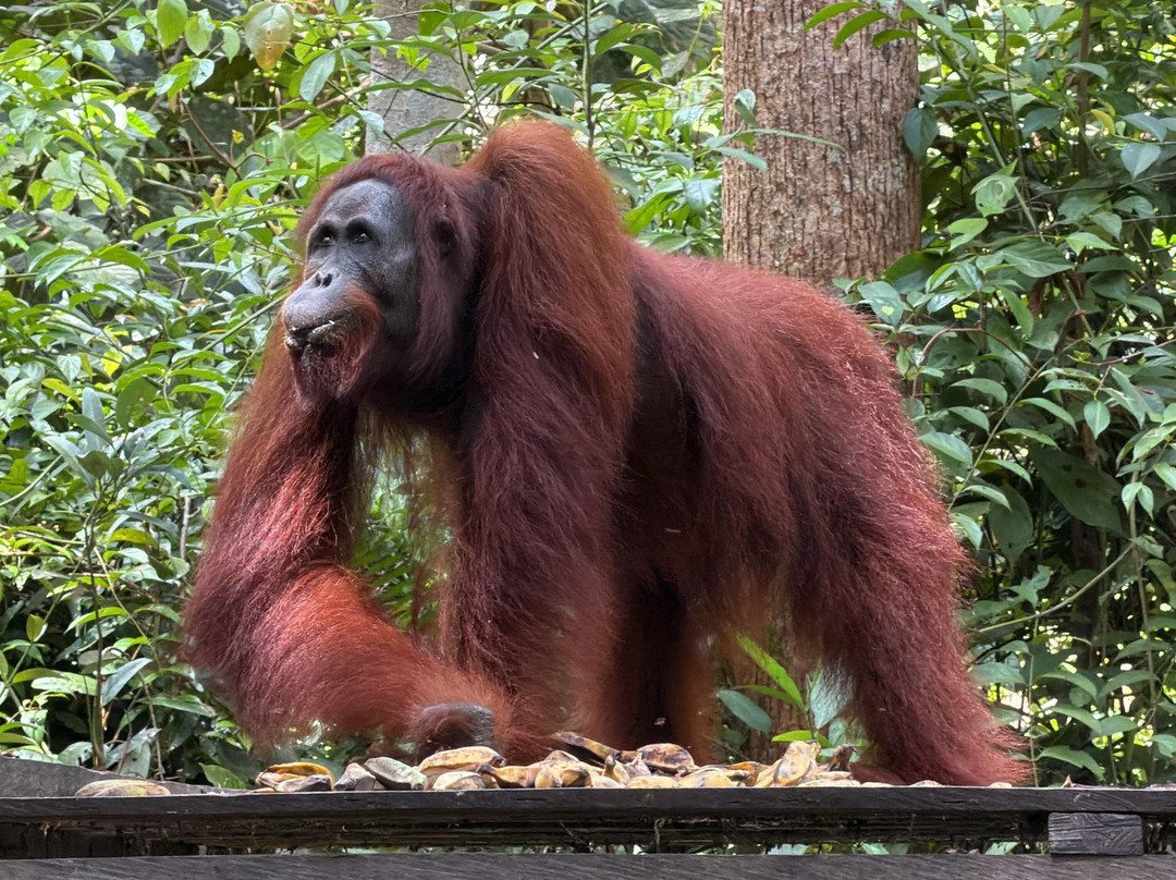 Local Guides - Tanjung Puting-Pangkalan Bun必去景点