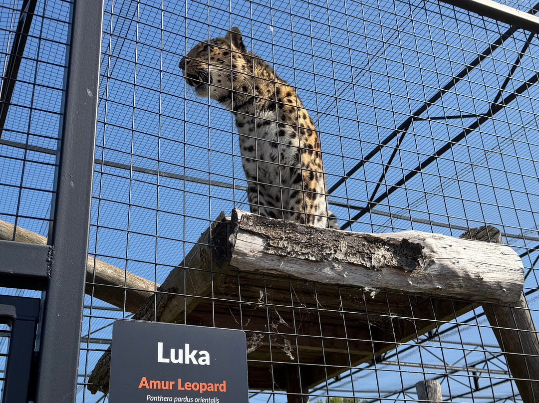 The Big Cat Sanctuary-Smarden必去景点