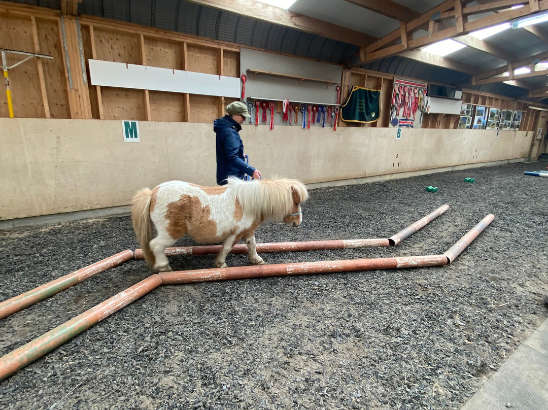 The Shetland Pony Experience-Papil必去景点
