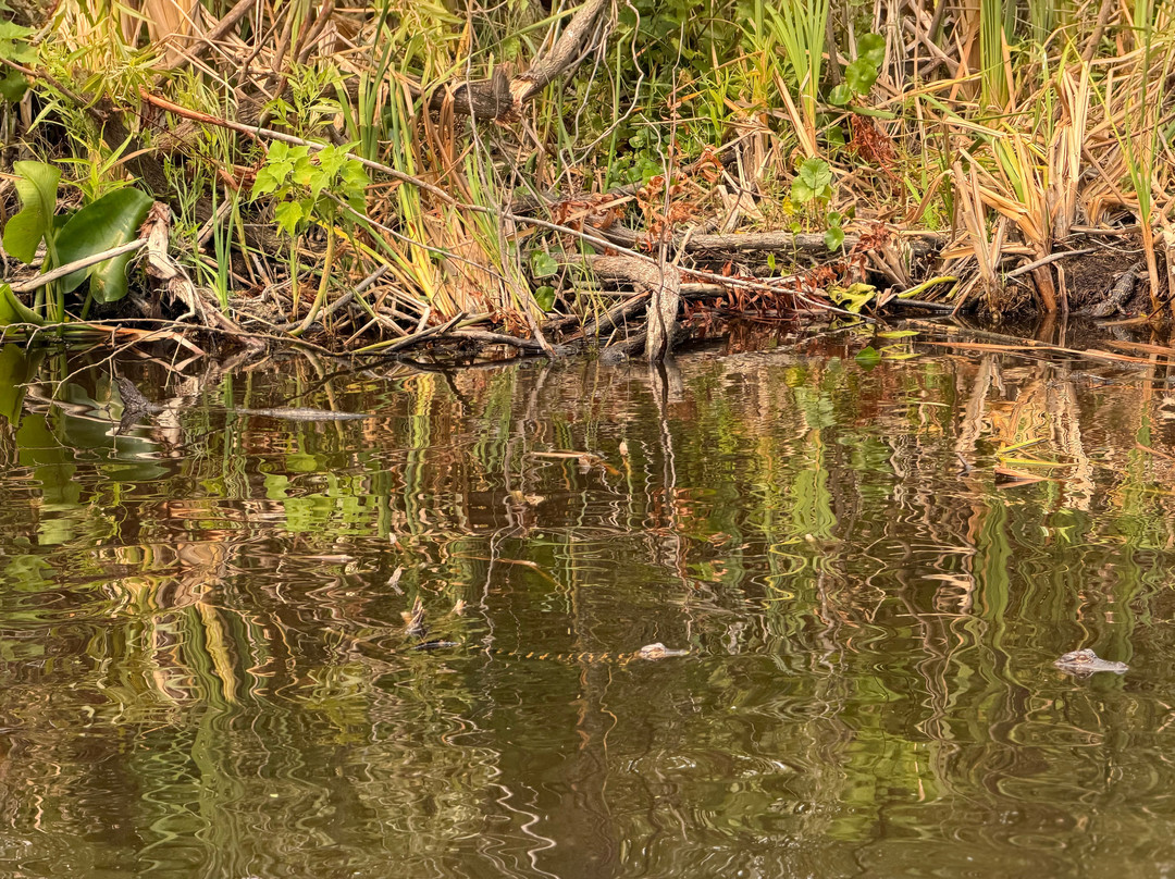 Everglades Swamp Tours-Everglades Wildlife Management Area必去景点