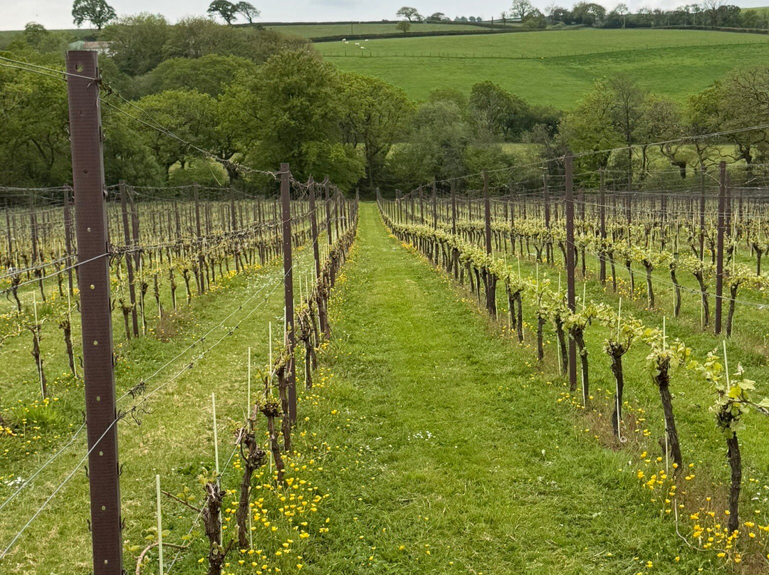 Velfrey Vineyard-Lampeter Velfrey必去景点