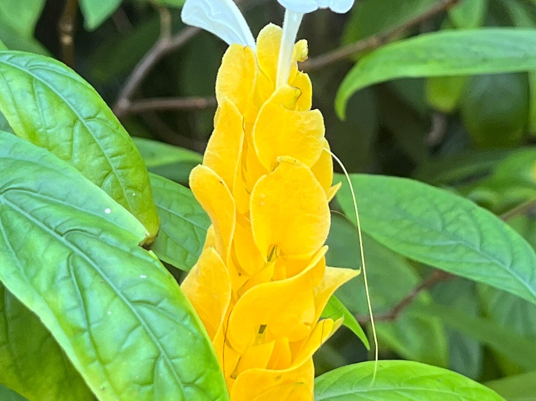 Sunken Gardens-圣彼德斯堡必去景点