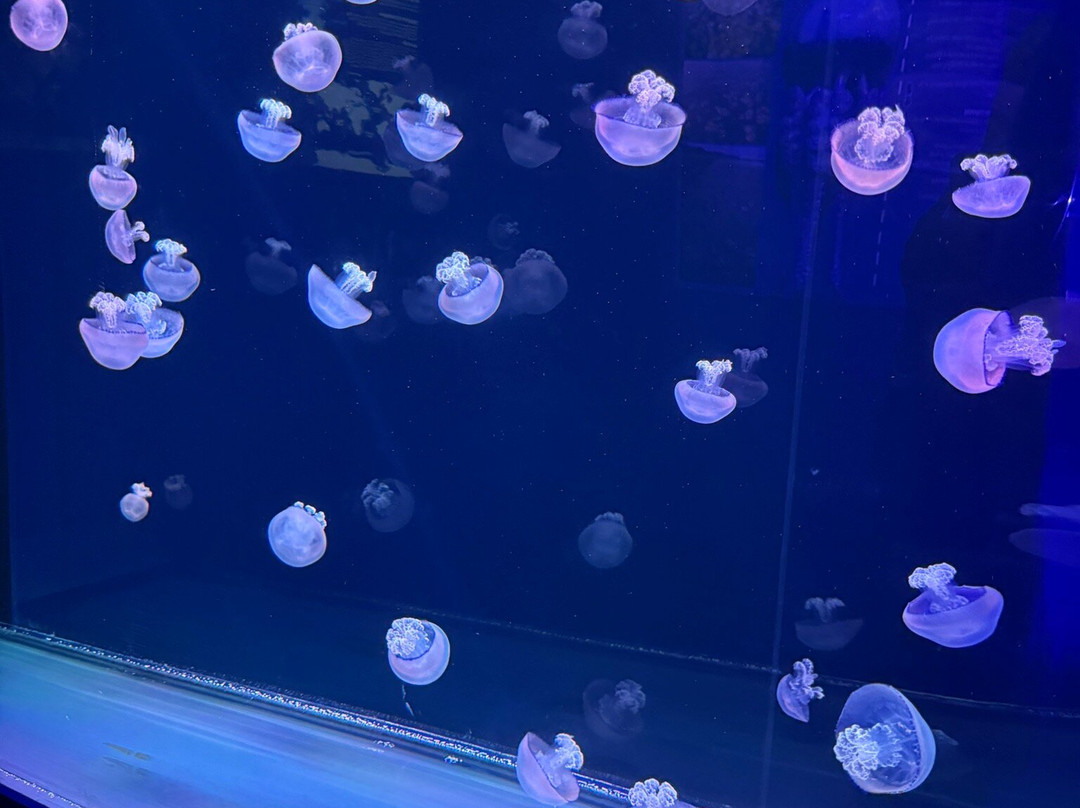 Jellies Museum Pompano Beach, FL-庞帕诺比奇必去景点