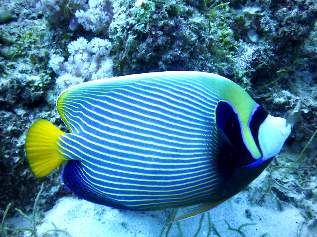 Emperator Diving Center-大湾必去景点
