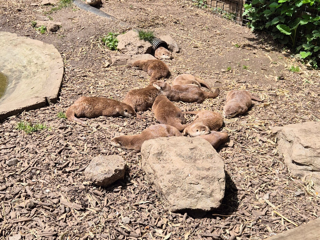 Buckfast Butterfly Farm And Dartmoor Otter Sanctuary-Buckfastleigh必去景点