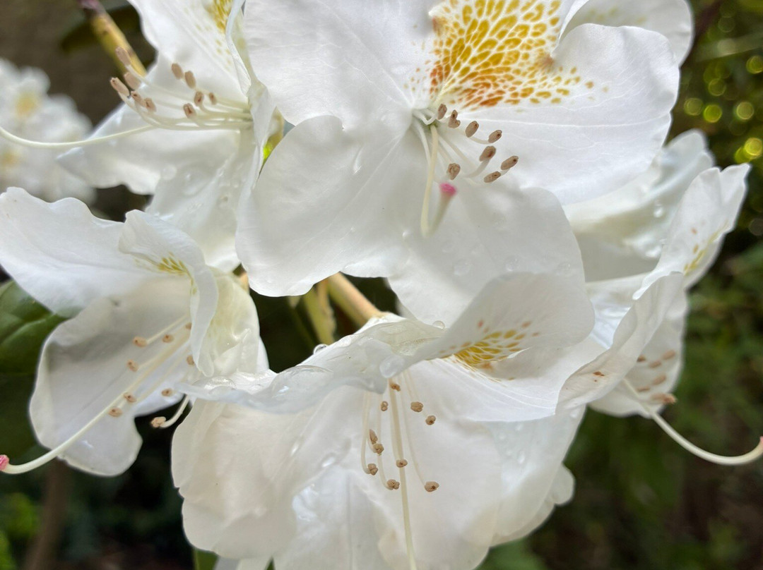 Belmonte Arboretum Wageningen-瓦赫宁恩必去景点