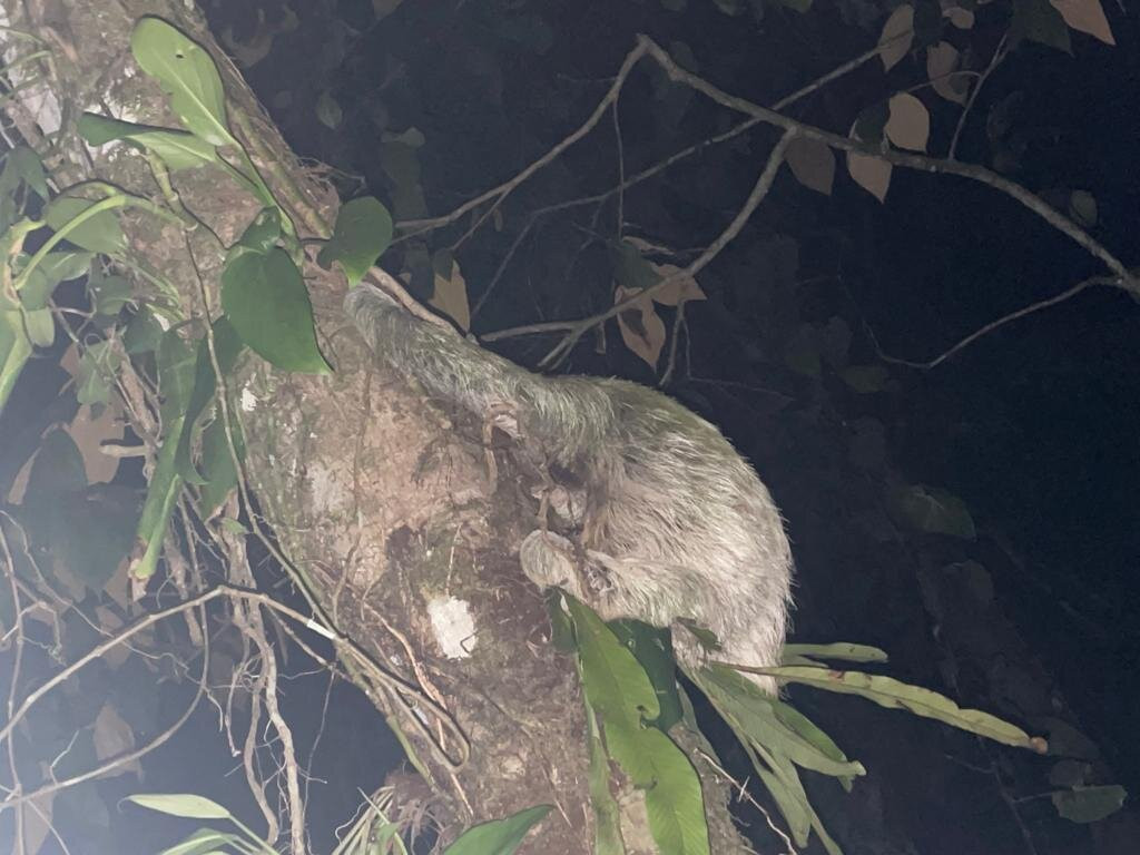 Sloth Point-Bocas del Toro必去景点