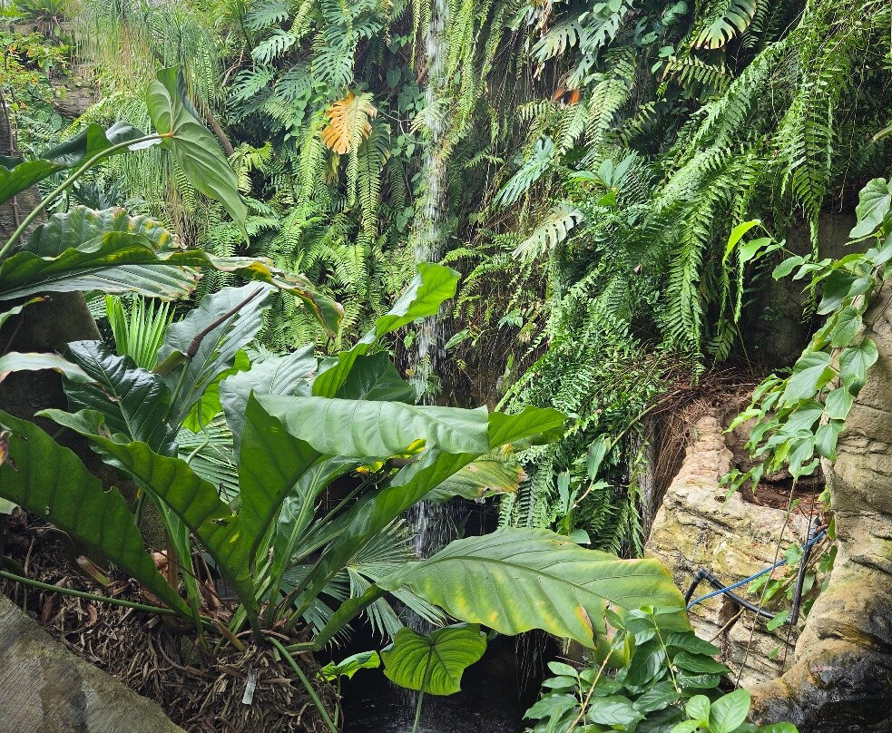 克莱尔蝴蝶中心-休斯顿必去景点