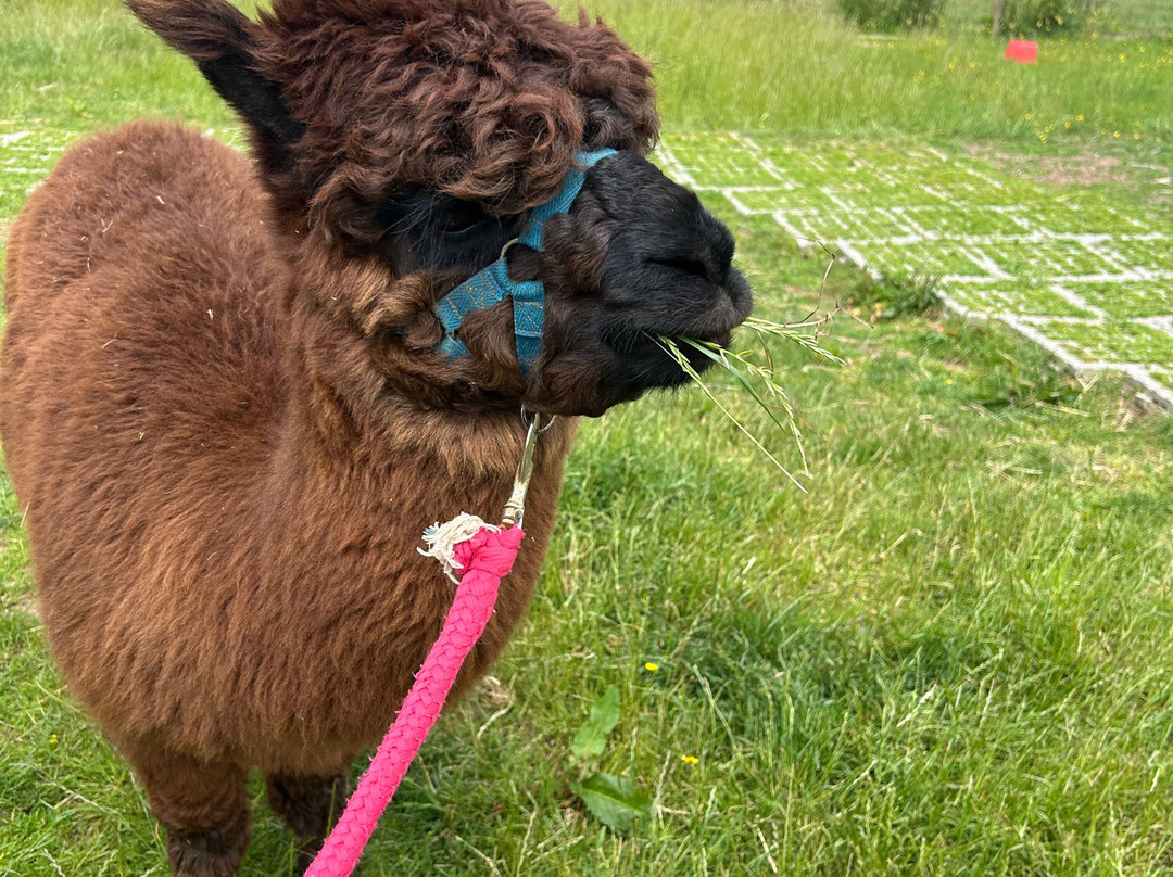 Lucky Tails Alpaca Farm-Atherstone必去景点