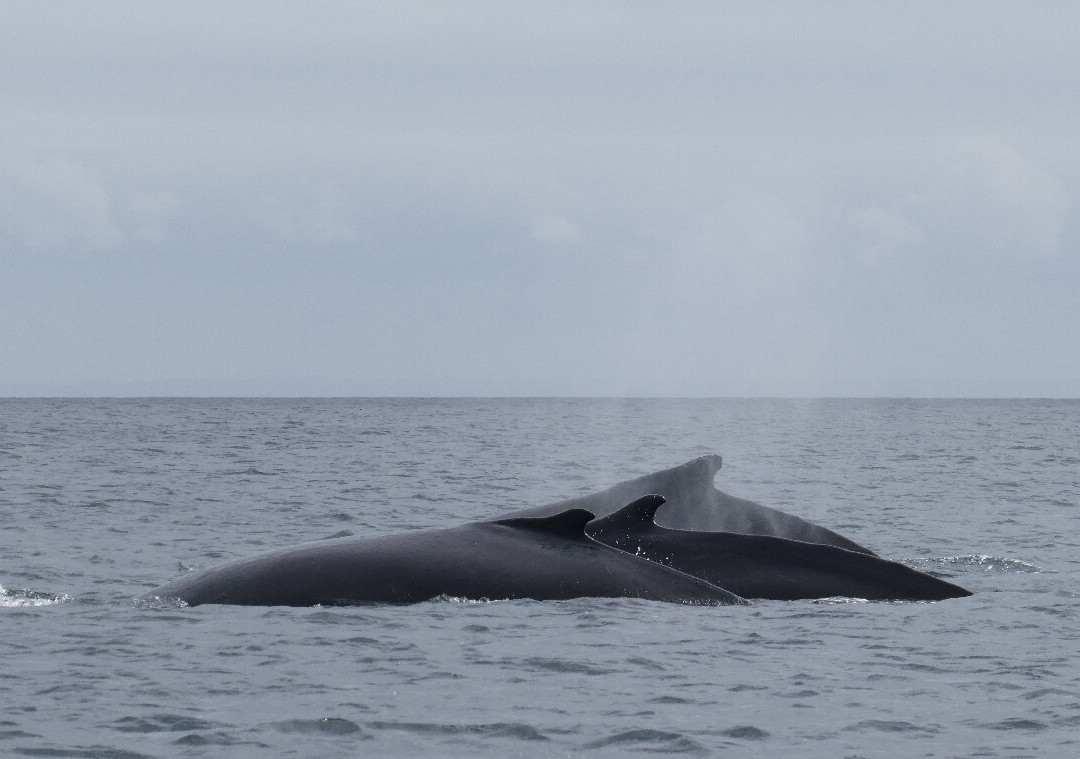 Sea of Whales Adventures-Trinity必去景点