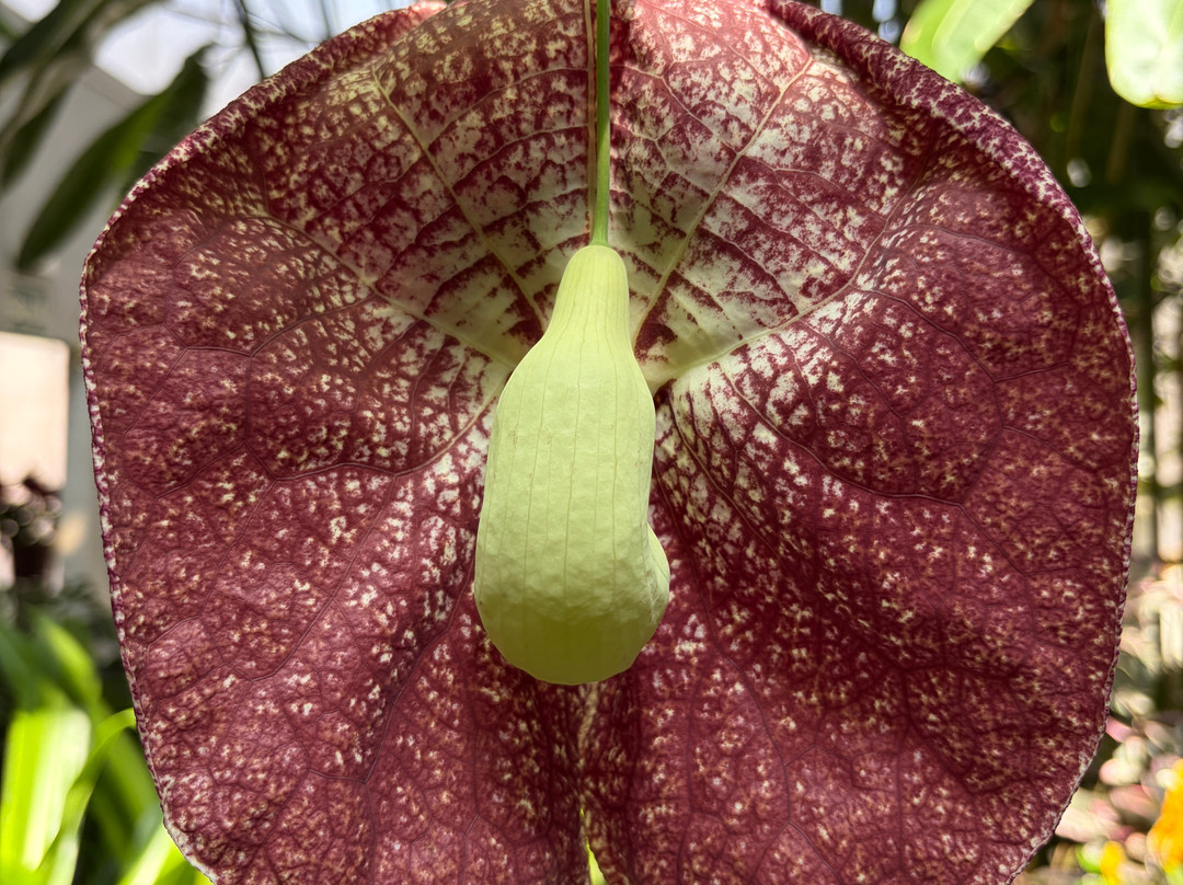 Orquidario de Estepona-埃斯特波纳必去景点