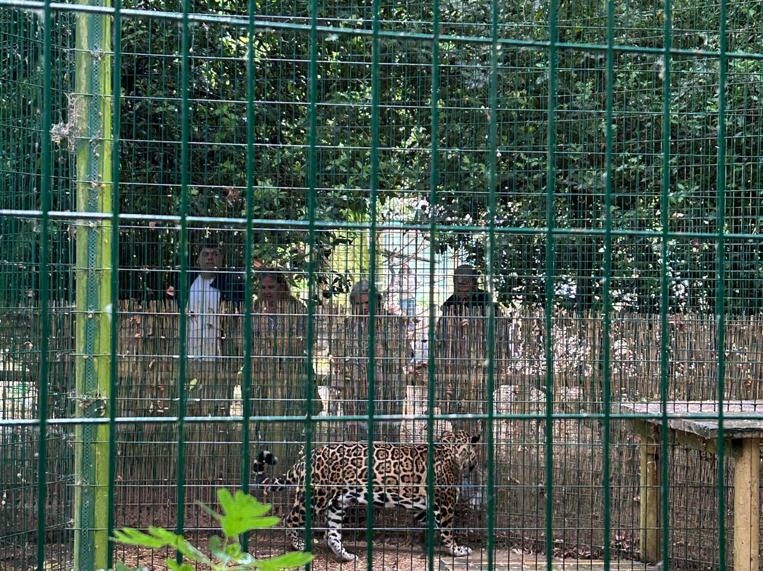 Amazona Zoo-克罗默必去景点