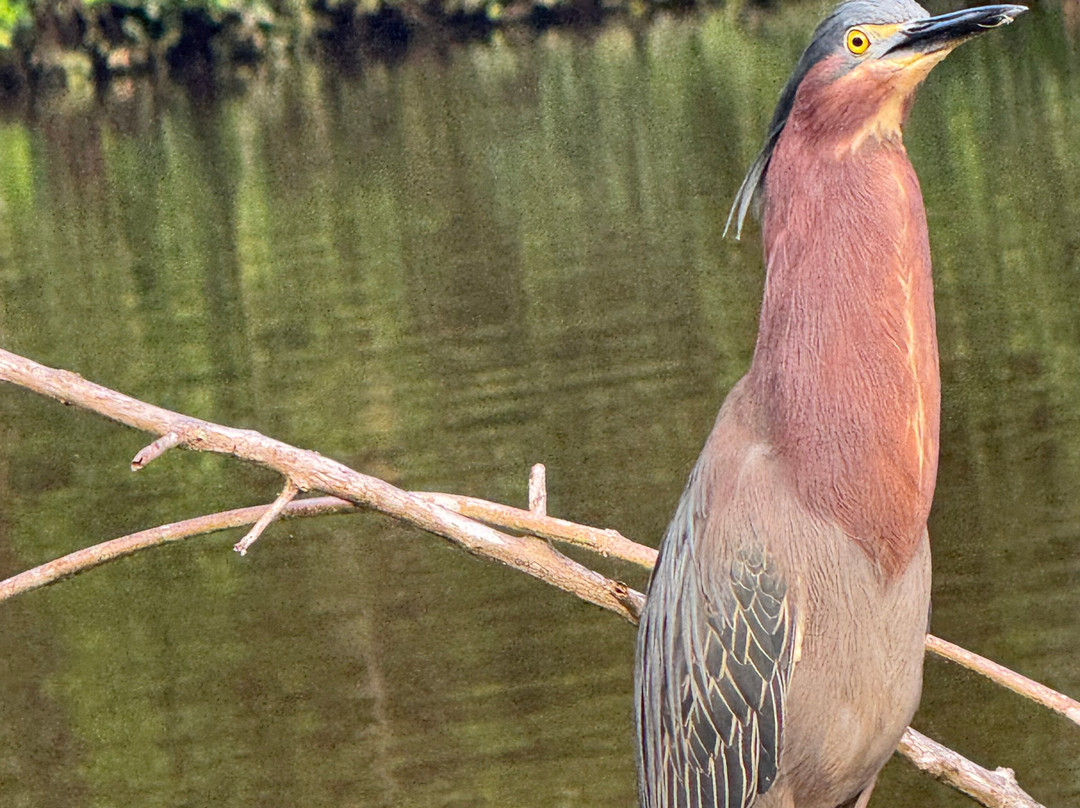 Tuanis Tour Tortuguero-托图杰多必去景点