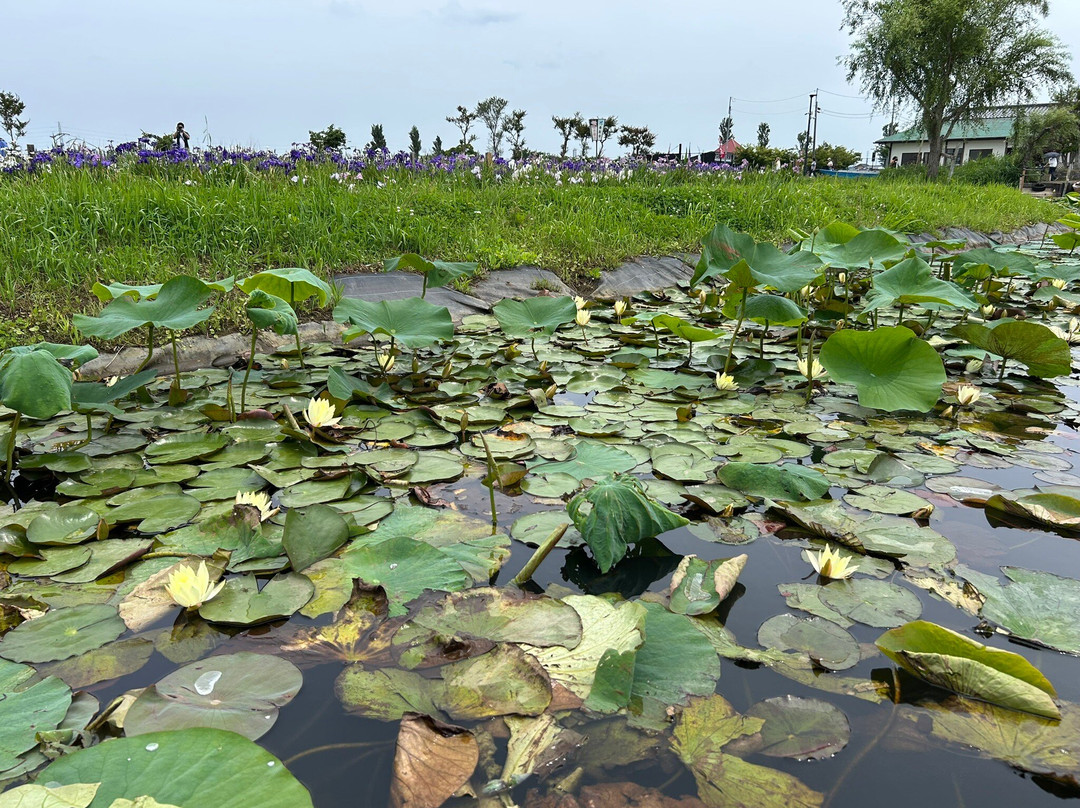 Suigo Sawara Iris Matsuri-香取市必去景点