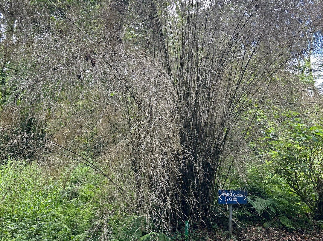 Picton Castle & Gardens-哈弗福韦斯特必去景点