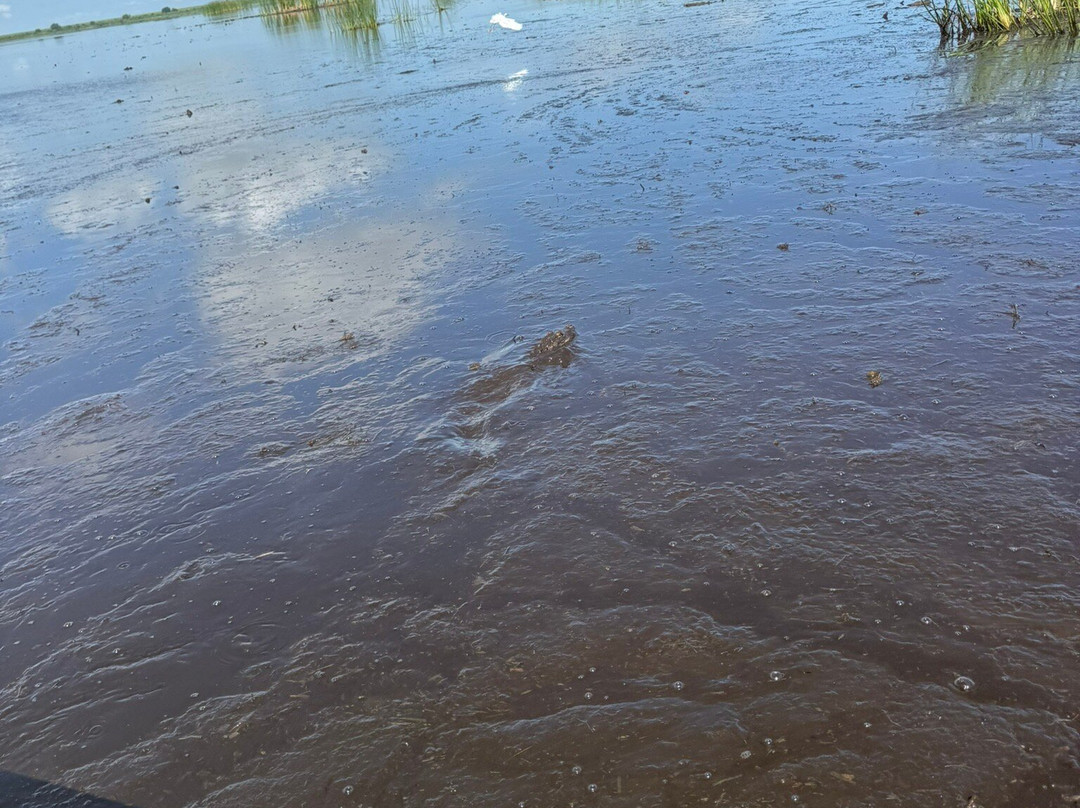 Master Gator Airboat Tours of Palm Beach County-西棕榈滩必去景点