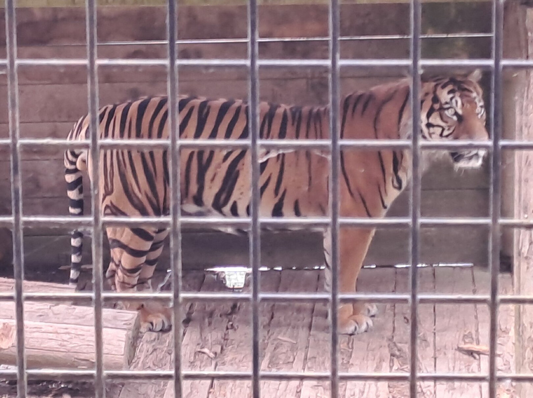 Welsh Mountain Zoo-科尔温湾必去景点