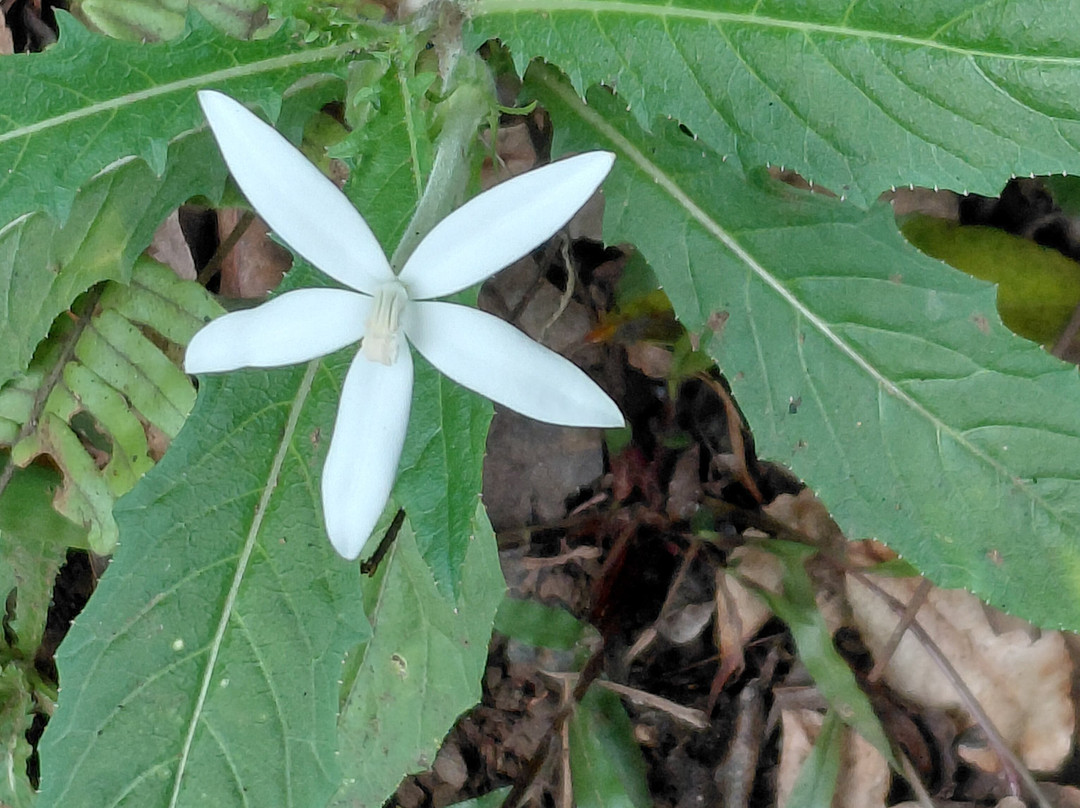 Grande Montagne Nature Reserve-罗德里格斯岛必去景点