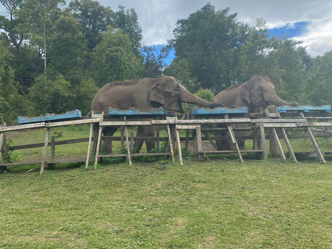 Blue Daily Elephant Care Sanctuary-清迈必去景点