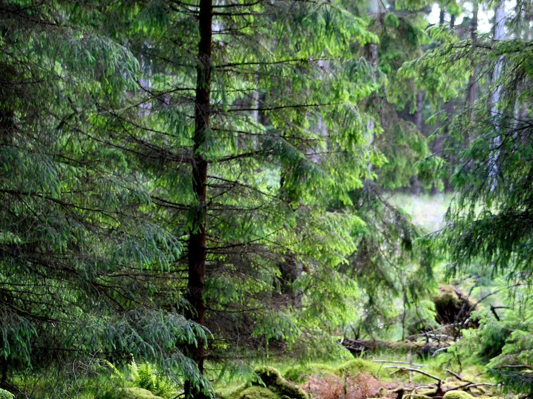 Kielder Forest-Kielder必去景点