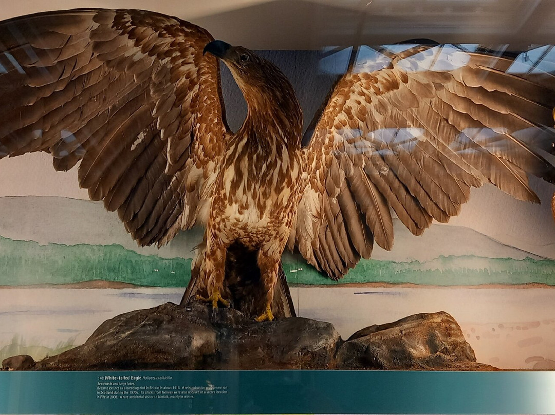 Norwich Castle Museum & Art Gallery-诺威奇必去景点
