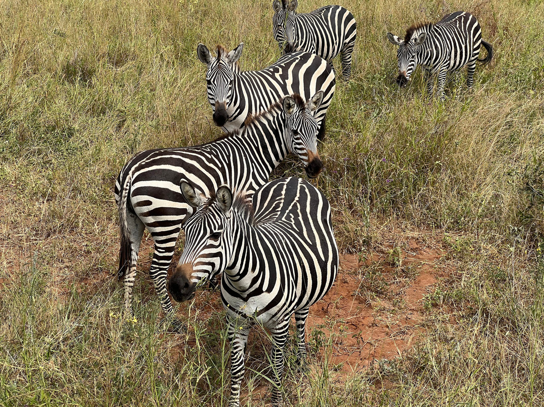 Zara Tanzania Adventures-莫西必去景点