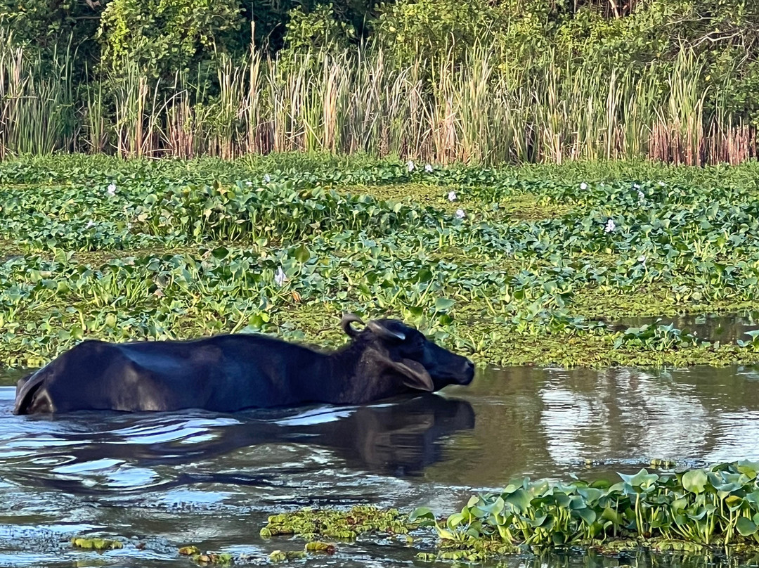 Kalametiya Bird Watching & Ecotourism-Kalametiya必去景点