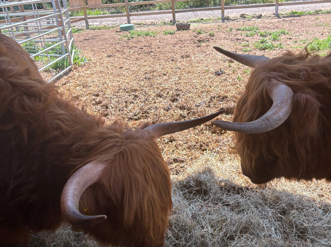 Quex Adventure Farm Park-Birchington必去景点