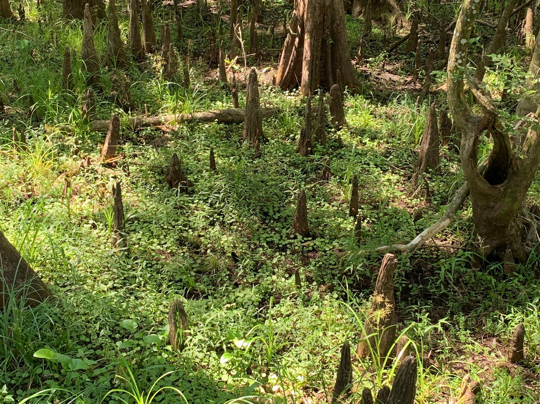 Manatee Springs State Park-Chiefland必去景点