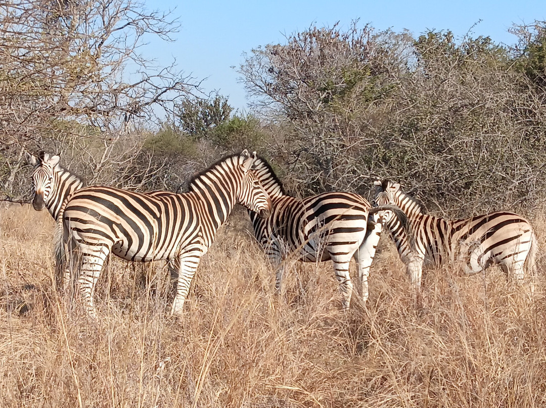 Sondela Nature Reserve Accommodation主图