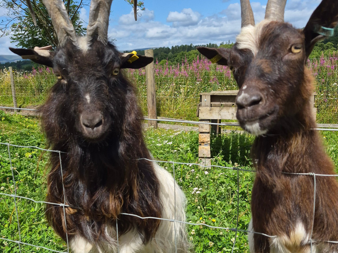 Hillview Animal Park-Alloa必去景点