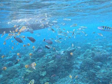 Ceningan Snorkeling Trip-努沙切宁安岛必去景点
